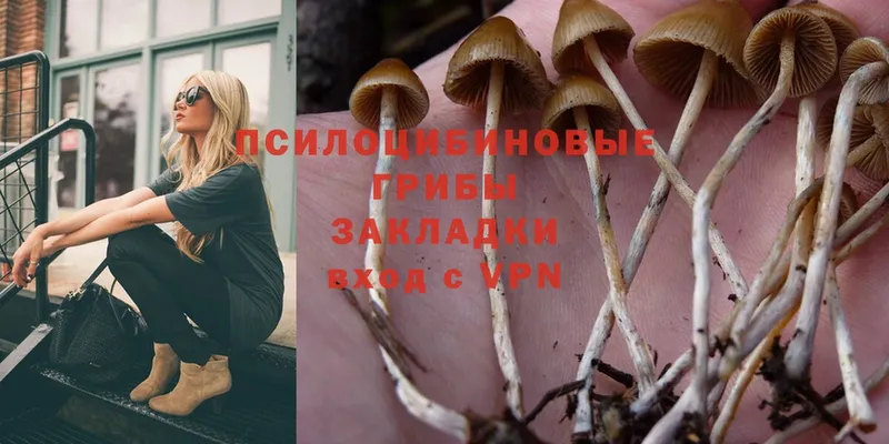 Псилоцибиновые грибы Psilocybine cubensis  кракен ССЫЛКА  Велиж 